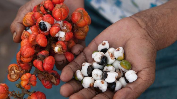 Guaraná, fruto - iStock - iStock