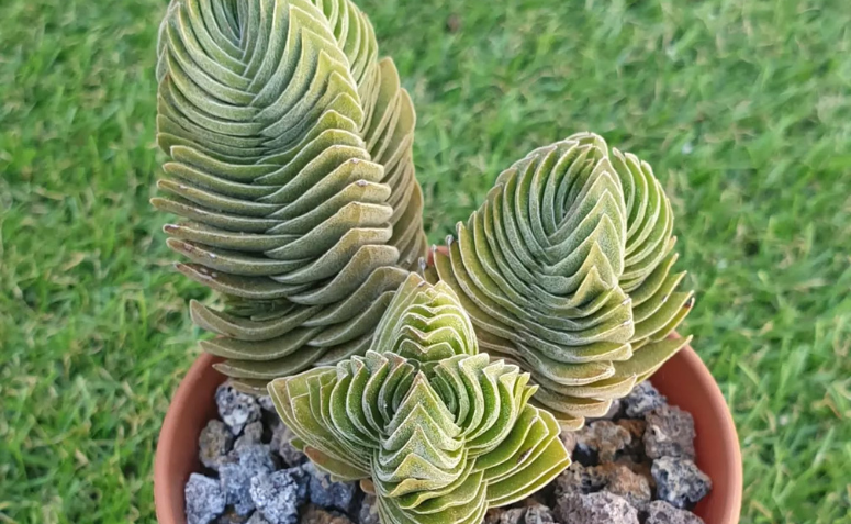 suculenta templo de Buda com folhas simétricas empilhadas