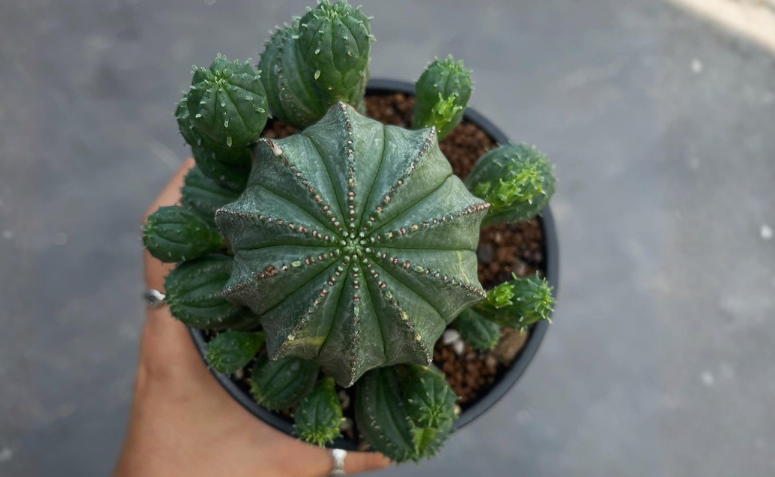 euphorbia obesa com formato arredondado e listras naturais em vaso pequeno sendo uma das suculentas diferentes