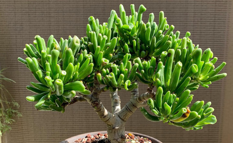 suculenta orelha de Shrek com folhas cilíndricas e verdes