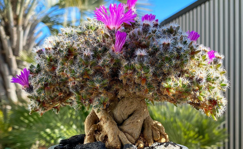 suculenta Trichodiadema densum com flores roxas em vaso tipo bonsai