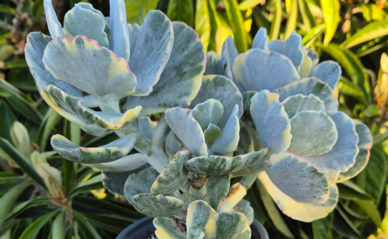 suculenta Cotyledon undulata com folhas onduladas e tom verde-acinzentado