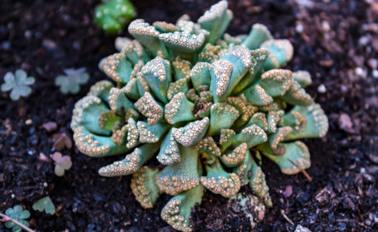suculenta Titanopsis calcarea com folhas texturizadas em tons terrosos