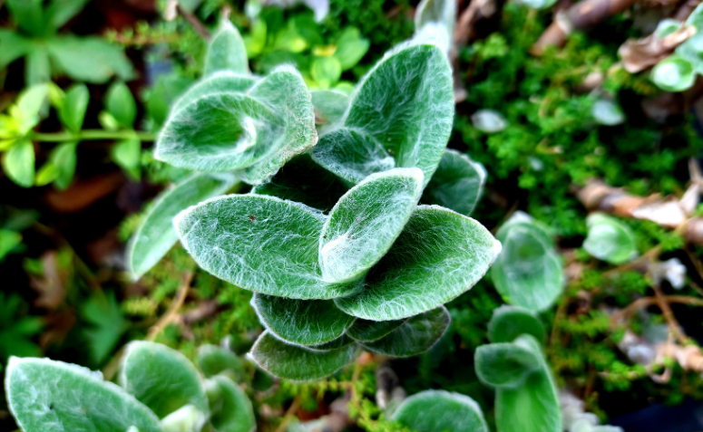 tradescantia sillamontana com folhas felpudas e aparência de teia