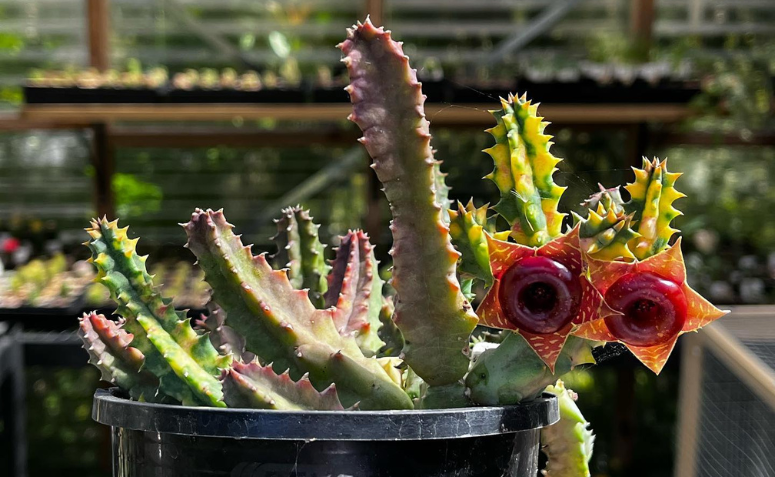 suculenta Huernia zebrina com flor em forma de estrela listrada