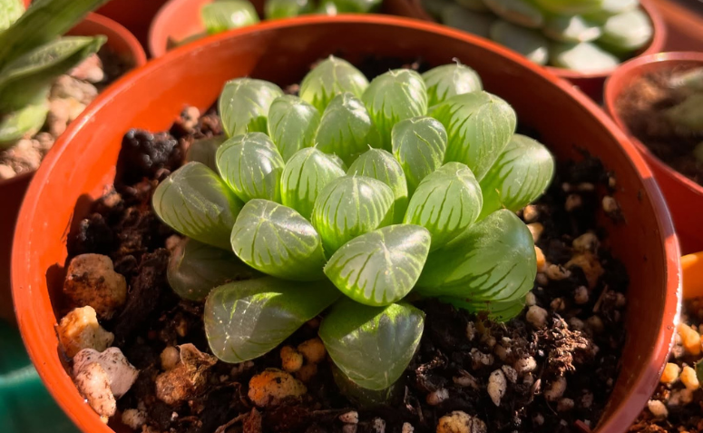 suculenta de vidro Haworthia cooperi com folhas arredondadas e translúcidas