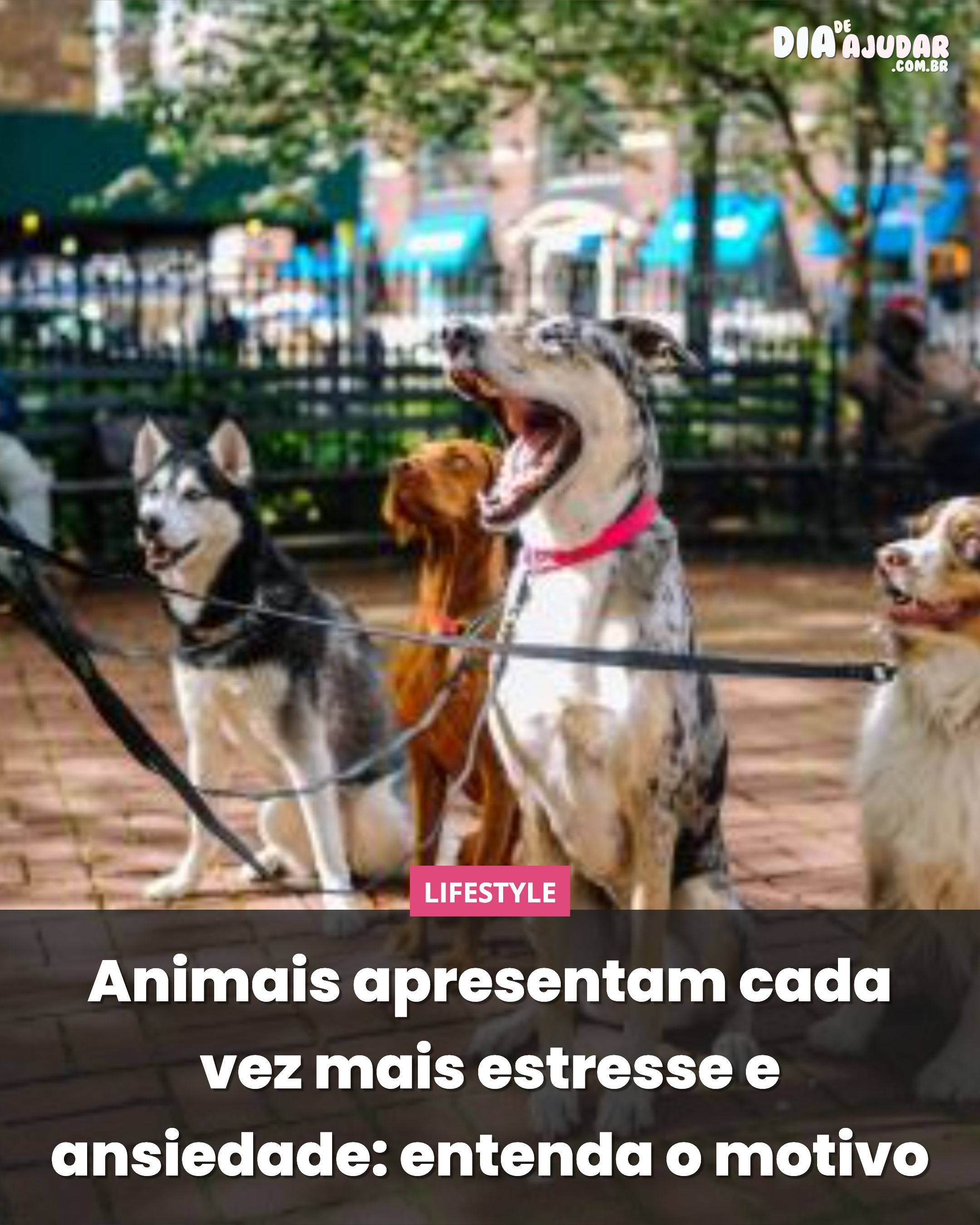 Animais apresentam cada vez mais estresse e ansiedade: entenda o motivo